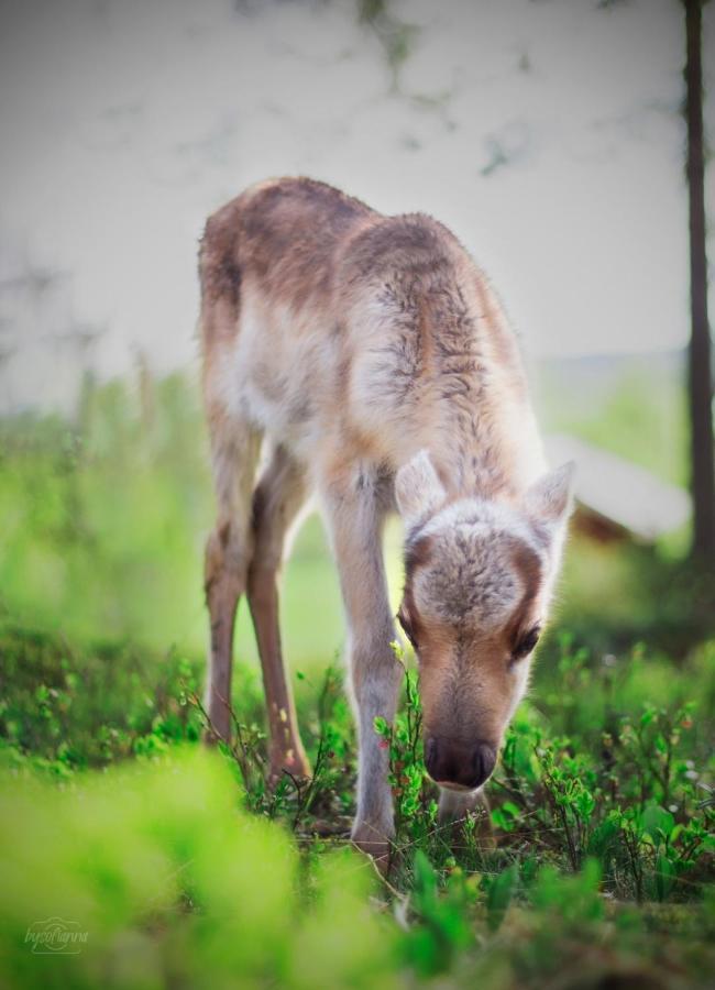 Вилла Beautiful Rural Experience With Reindeer Тервола Экстерьер фото